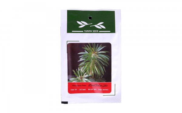 بذر نخل ماداگاسگار (Madagascar Palm) وانیا آذر سبزینه کد V31 مقدار 3 دانه