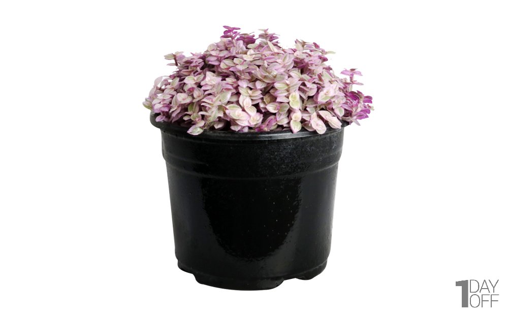 گیاه کالیسیا ارتفاع حدود 17 سانتی‌متر