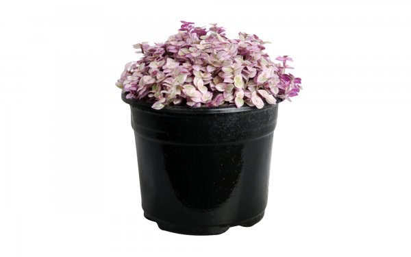 گیاه کالیسیا ارتفاع حدود 17 سانتی‌متر