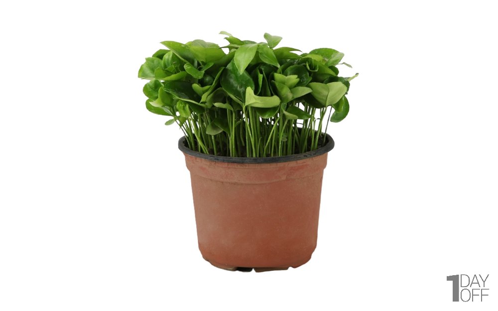 سبزه نارنج درجه یک ارتفاع حدود 20 سانتی‌متر