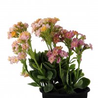گل کالانکوا رنگ رندم ارتفاع حدود 35 سانتی‌متر