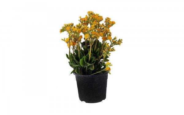 گل کالانکوا رنگ رندم ارتفاع حدود 35 سانتی‌متر