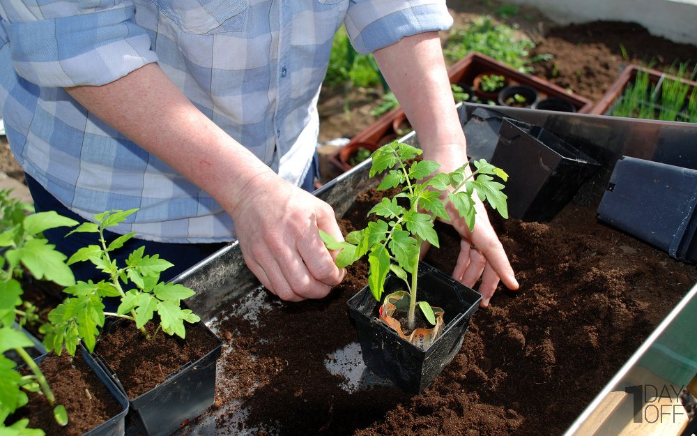 خدمات کاشت گیاه در گلدان با زه‌کشی و خاک مرغوب به ازای هر گیاه - به تعداد لازم گلدان و گیاه خرید کنید
