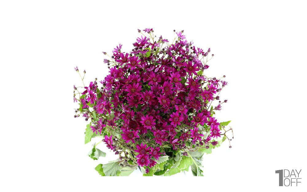 گل سینره رنگ رندم 