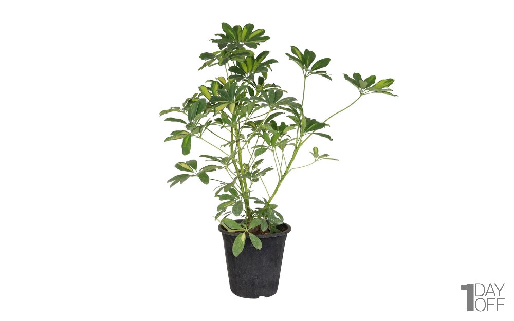 گیاه شفلرا ابلق