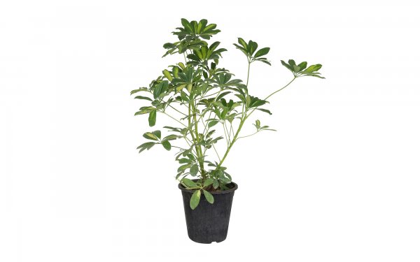 گیاه شفلرا ابلق