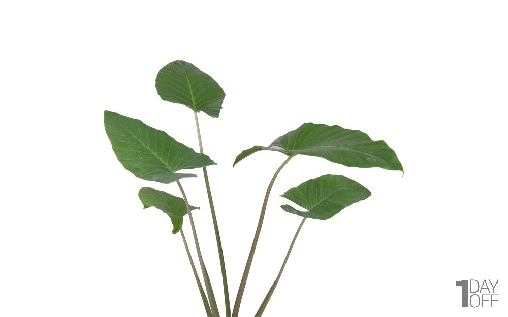 گیاه باباآدم 