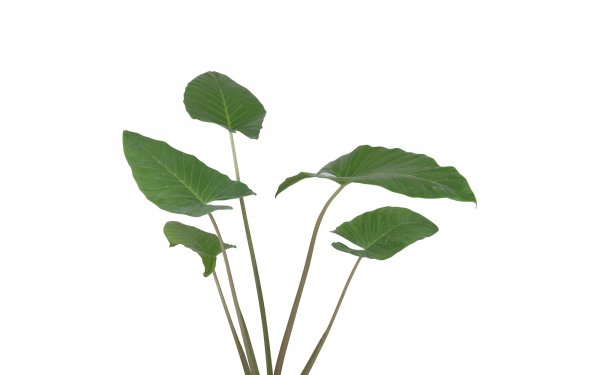 گیاه باباآدم 